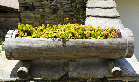 Flowers in wooden potの写真素材