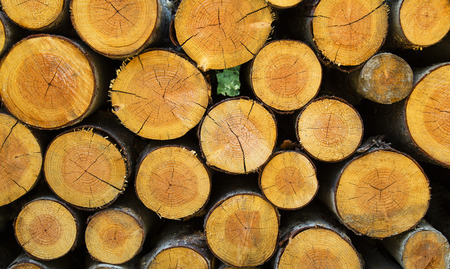 Timber background