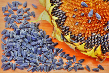Sunflower and seeds on wooden backgroundの写真素材