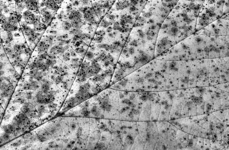 Autumn leaf background in black and whiteの写真素材