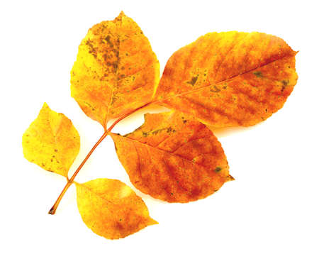 Colorful autumn leaf isolated