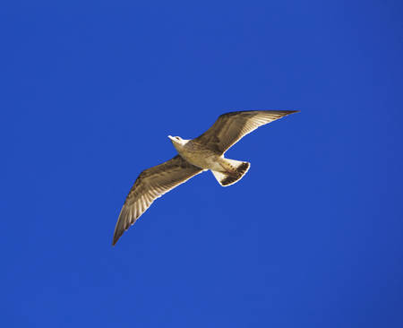 Bird flies on blue sky