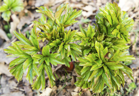 Fresh green floraの写真素材