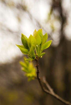 Fresh spring leafsの写真素材