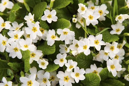 Fresh spring flowersの写真素材