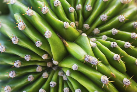 Green cactus closeup