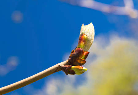 Fresh spring plant
