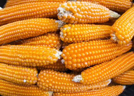 Corn backgroundの写真素材