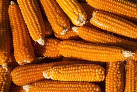 Corn background