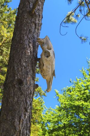 Cow skull on tree in the forestの写真素材