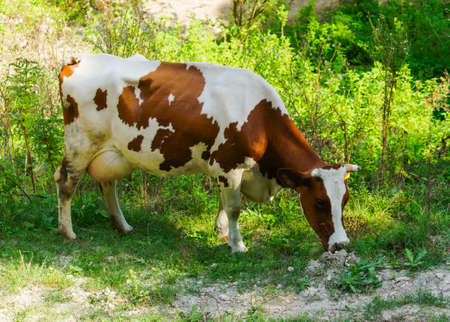 Cow on the mountain meadowの写真素材
