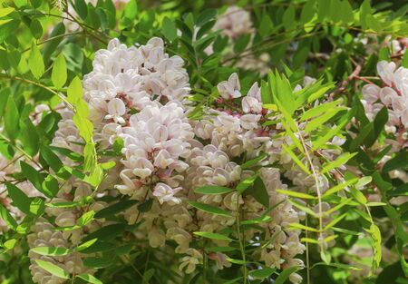 Beautiful Acacia flowersの写真素材