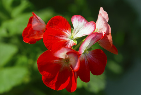 Beautiful fresh flower closeup