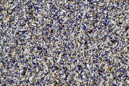 Colorful clam shells background
