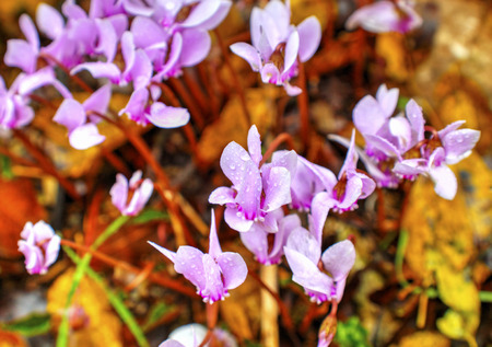 Colorful flowers with raindrops closeupの写真素材