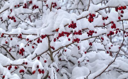 Winter background with red rose hips covered with snowの写真素材