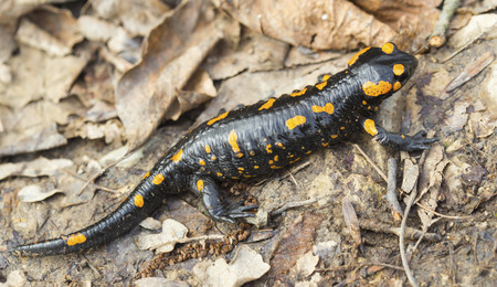 Fire salamander on the ground in forest closeupの写真素材