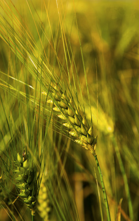 Fresh ripe wheat on the field closeupの写真素材