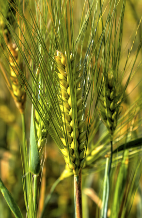 Fresh ripe wheat on the field closeupの写真素材