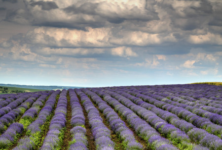 Beautiful landscape with fresh lavender field and blue skyの写真素材