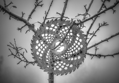 Circular disk hooked on a tree in the forest in black and whiteの写真素材