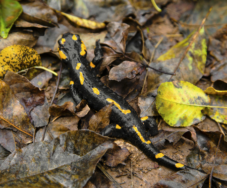 Fire salamander on the ground in forest closeupの写真素材