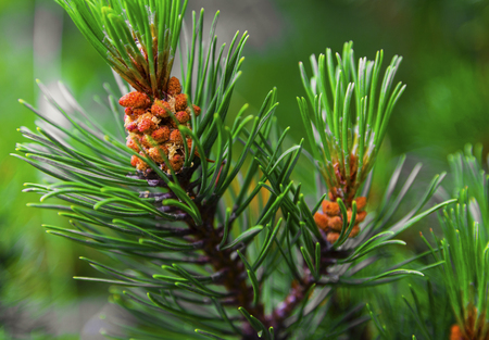 Fresh branch of fir tree with fir cones closeupの写真素材