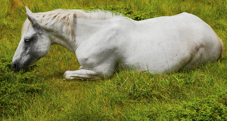 Beautiful landscape with wild horse in the mountainの写真素材