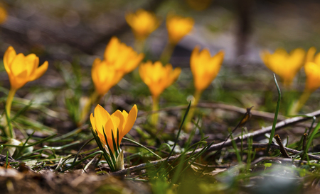 Beautiful yellow crocus flowers closeupの写真素材