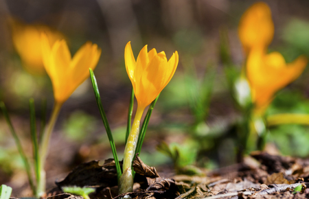 Beautiful yellow crocus flowers closeupの写真素材