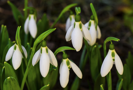 Beautiful snowdrop flowers closeupの写真素材