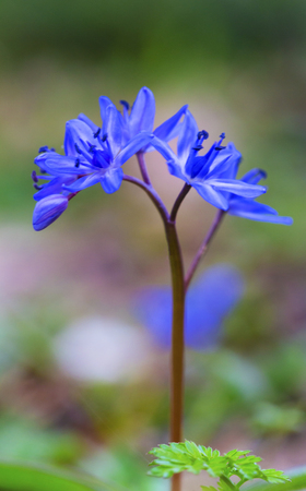 Beautiful blue squill closeupの写真素材