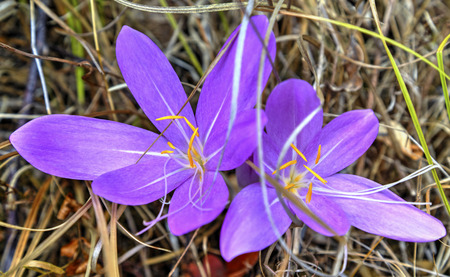 Beautiful pink crocus closeup