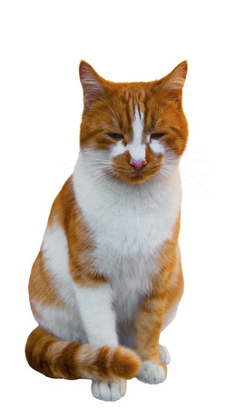 Funny cat isolated on white background closeupの写真素材