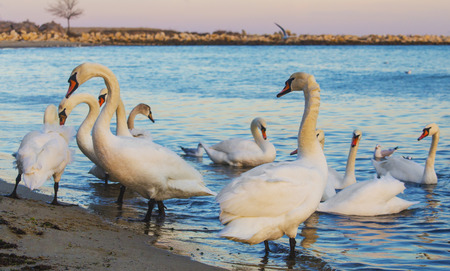 Beautiful swans and seagulls in the blue seaの写真素材