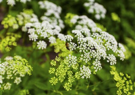 Beautiful blooming flowers in the gardenの写真素材
