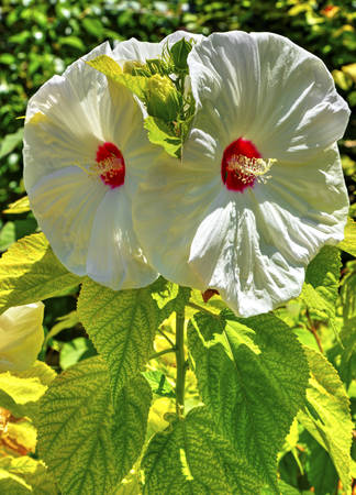 Beautiful view with blooming flowers in the botanical garden - close upの写真素材