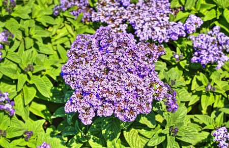 Beautiful view with blooming flowers in the botanical gardenの写真素材