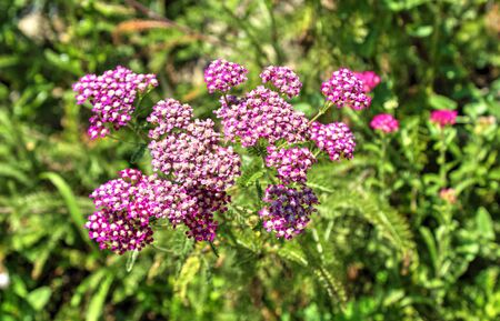 Beautiful view with blooming flowers in the botanical gardenの写真素材