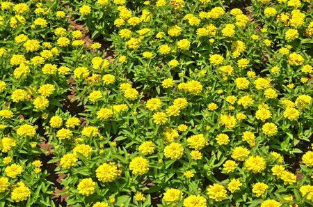 Beautiful view with blooming flowers in the botanical garden