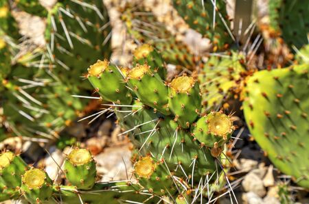 Beautiful view with cactus plants close up