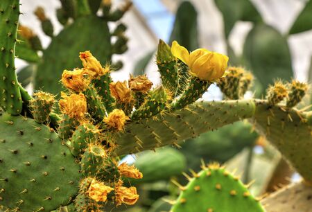 Beautiful view with cactus plants in the botanical garden