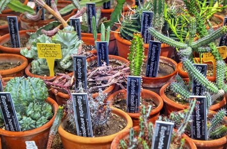 Beautiful view with variety of cactus plants in pots and labels with their names