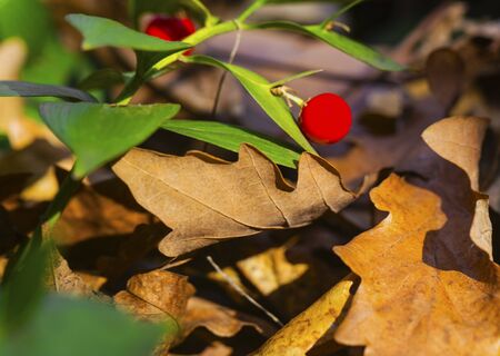 Beautiful evergreen bush with small red fruit on it close up viewの写真素材