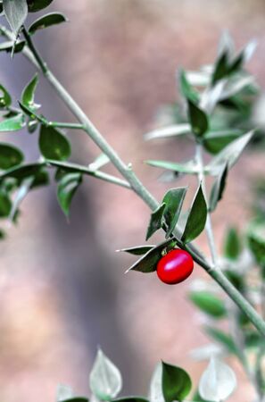 Beautiful evergreen bush with small red fruit on it close up viewの写真素材