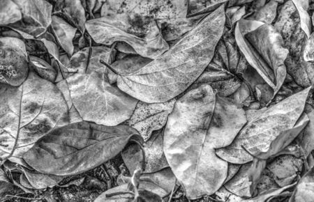 A background of dried autumn leaf in black and whiteの写真素材