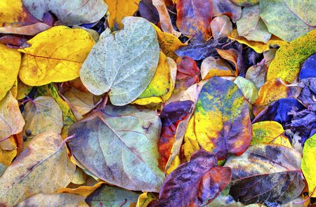A background of colorful autumn leaf close up view