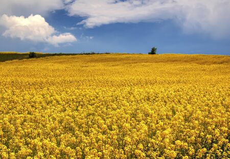 Beautiful landscape with blue sky and fresh yellow agricultural fieldの写真素材