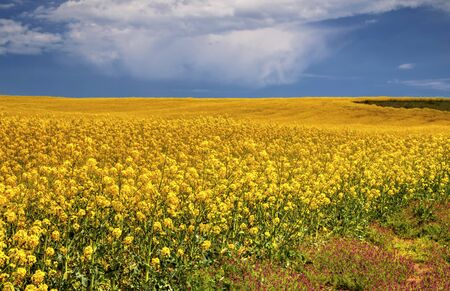 Beautiful landscape with blue sky and fresh yellow agricultural fieldの写真素材