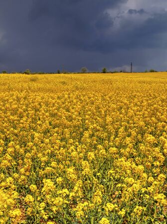 Beautiful landscape with blue sky and fresh yellow agricultural fieldの写真素材